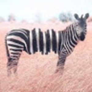 Meet your Posher, Addison